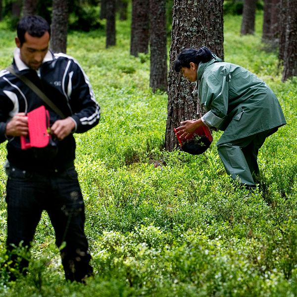 Bärplockare i skogen och en bild på Sara Avander vid Länsstyrelsen i Norrbotten.