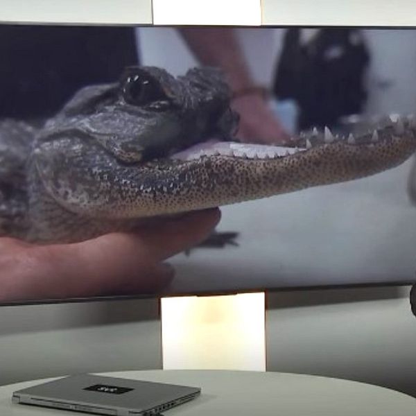 Aligator och en programledare