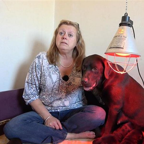 Hunduppfödaren, Susanne Ekstedt, med en labrador.