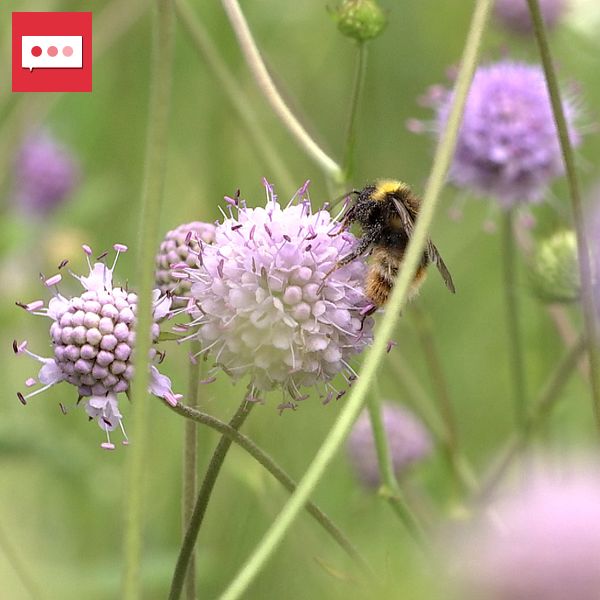 Delad bild. Till vänster: en humla på en lila blomma. Till höger: person står i skogsmiljö.