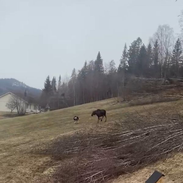 Hund som jagar älg i Kovland på en äng. Aron Holmberg jägare.