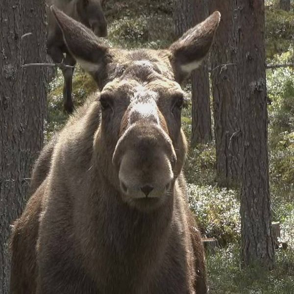 Delad bild. Till vänster en brun älg i en skog. Älgen tittar rakt in i kameran. Till höger man med grått skägg och blå tröja.