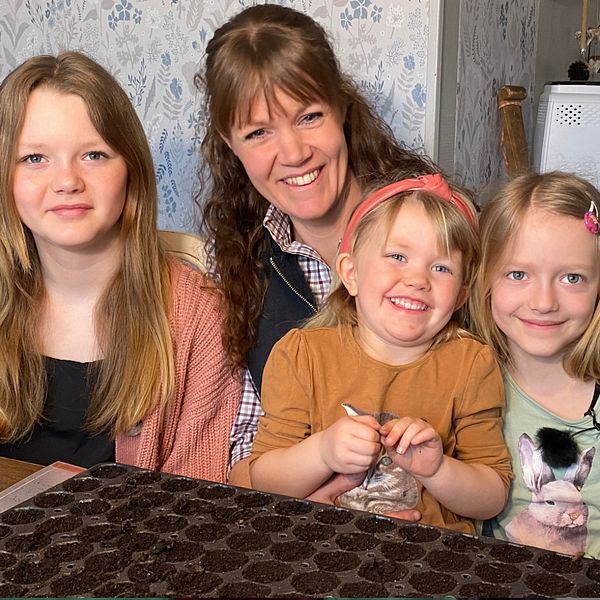 Familjen Löwenhamn sitter vid bordet och sår tomatfrön. Till höger syns en bild från deras växthus