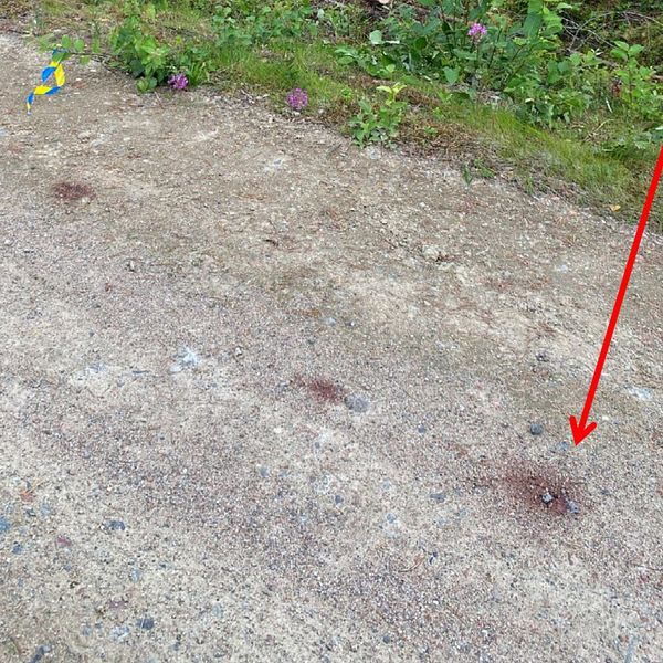 Delad bild. Till vänster blodfläckar på en grusväg. Till höger slaktrester under grenar i skogen.