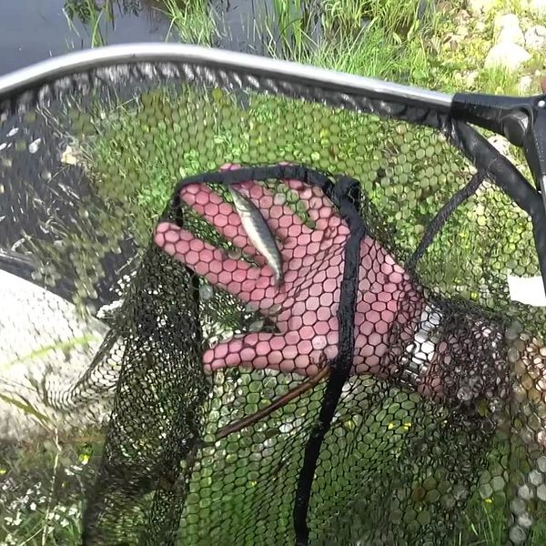 En person håller en fiskenät med en liten fisk i naturmiljö.