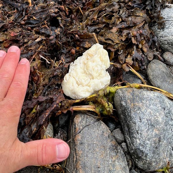 Gula klumpar av paraffin som hittats längs kusterna i Haninge och Nynäshamn.