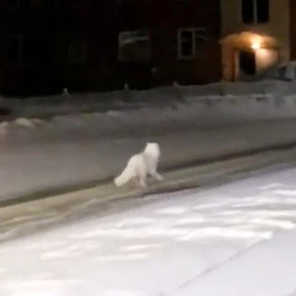 En fjällräv på en gata i centrala Vilhelmina