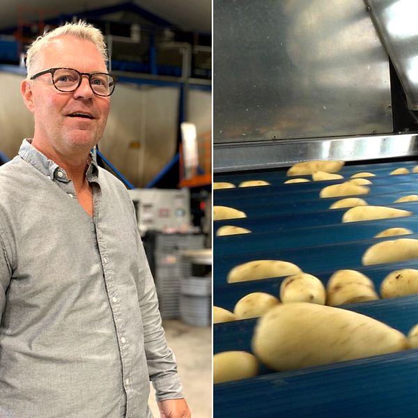 Två bilder. På ena sidan står en man i en fabrik. På andra sidan rullar ett band med potatis.