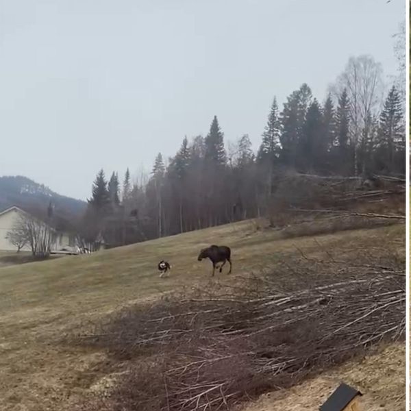 Hund som jagar älg i Kovland på en äng. Aron Holmberg jägare.