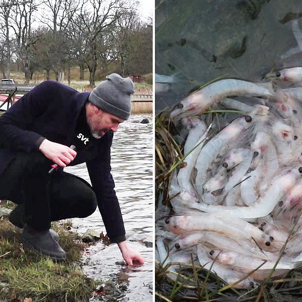 Miljontals döda lysräkor i en vik utanför Uddevalla, SVT:s reporter man med svart rock och grå mössa sitter på huk vid stranden i Skredsvik och stoppar ned handen i vattnet