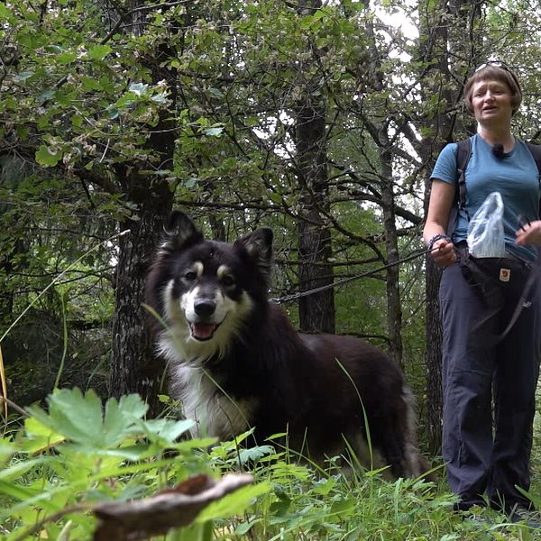 Hunden Bamse spanar på något i skogen tillsammans med sin matte Tatiana Khudyakova.