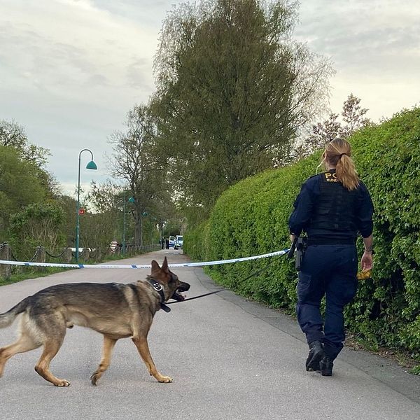 Polis med hund söker av område längs ett avspärrat gångstråk vid grön häck.
