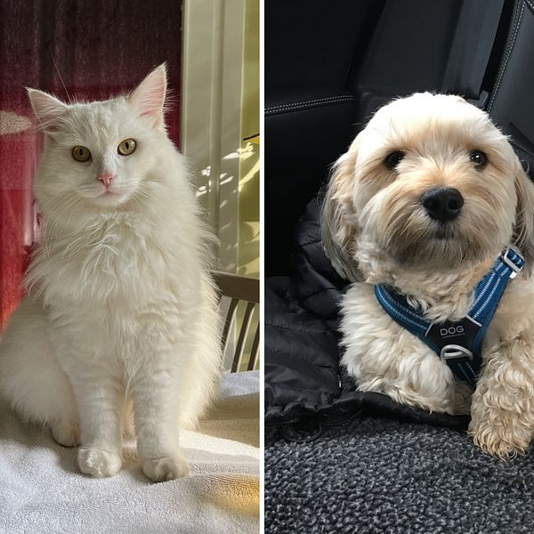 Tvådelad bild på en vit katt och en beige hund