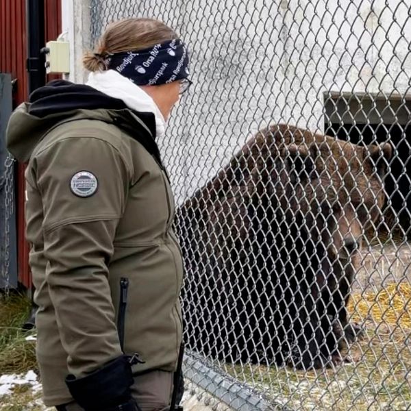 Delad bild – till vänster en bild på en person i grön jacka som står på andra staketet av en brun björn, till höger en bild på en lastbil som sätter in en bur i en lastbil.