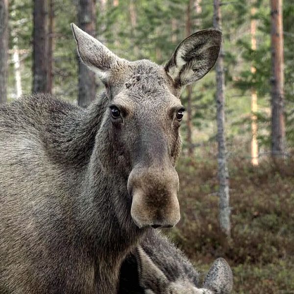 En älg står i en höstskog