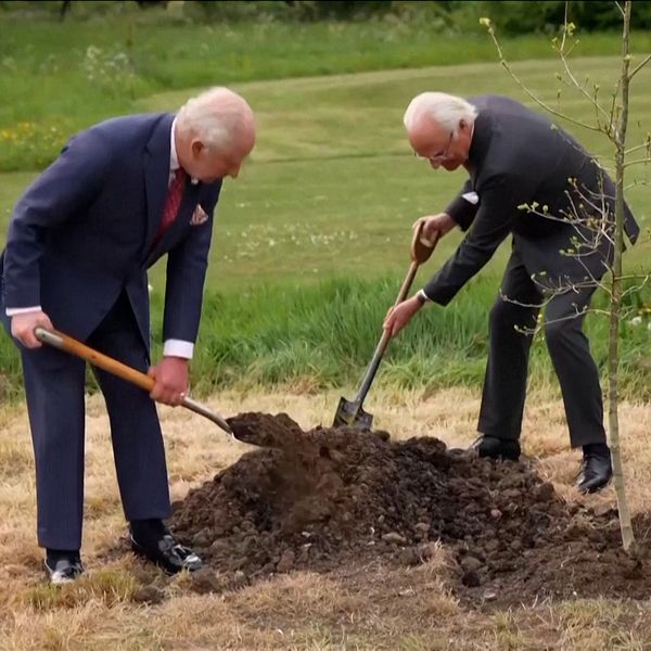 Två äldre män i kostym planterar ett träd tillsammans på en gräsmatta.