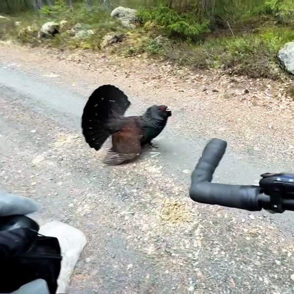 en tjäder och en cyklist på en grusväg i skogen