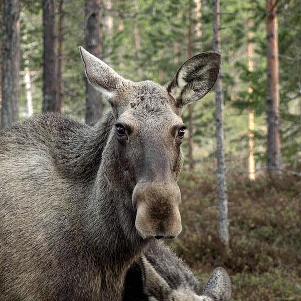 Älg i skog vid SVT:s sändning av den stora älgvandringen 2027