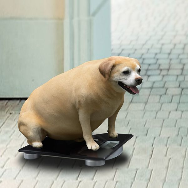 Fotomontage på en kraftigt överviktig hund som sitter på en våg.