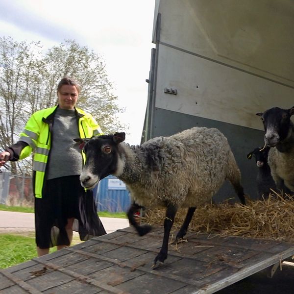 En person lastar ur får ur en transporttrailer på en gräsmatta.