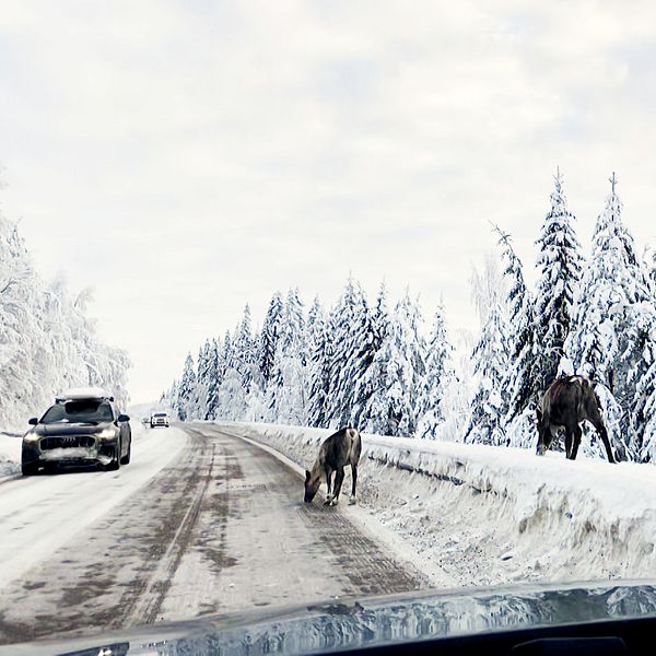 Viltolyckorna ökar i Norrbotten, på bilden syns vilt på väg.