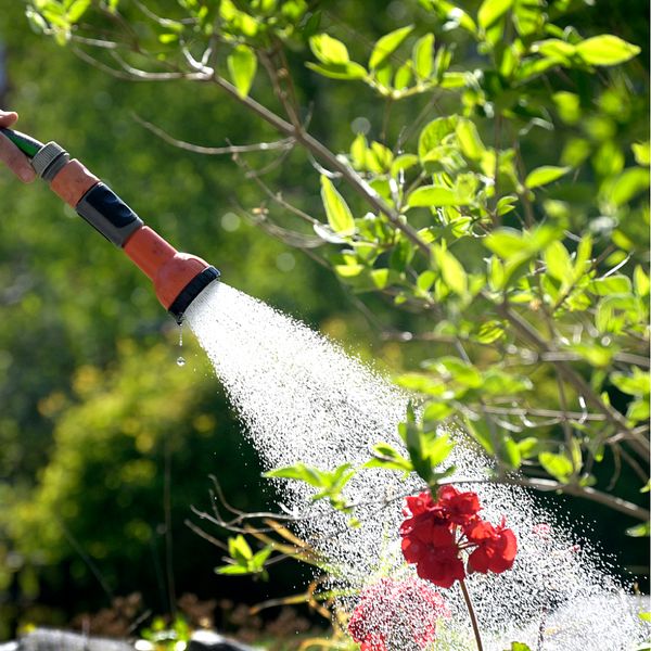 Vattenslang med munstycke som vattnar blomma, kvinna som står och blir intervjuad.