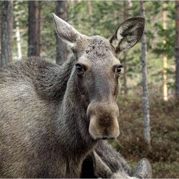 Älg och Sofia Stenbakken från Jägareförbundet Östergötland