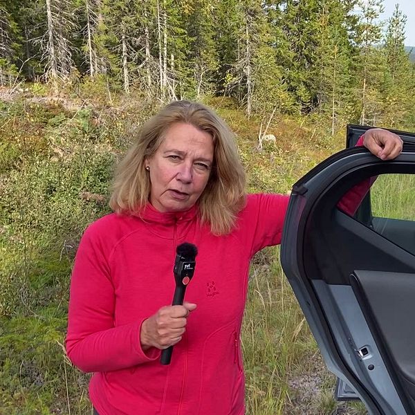 SVT Gävleborgs reporter vid bil på grusväg i bärskogen i Losområdet