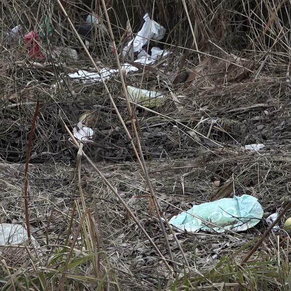 Väldigt mycket skräp ligger på marken. Glasflaskor, plastpåsar och burkar.