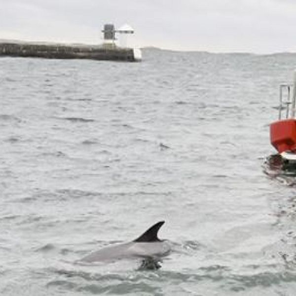 En delfin simmar nära en forskningsbåt som ligger till svaj i vattnet. Bakgrunden visar en hamnanläggning med en fyr och grå himmel.