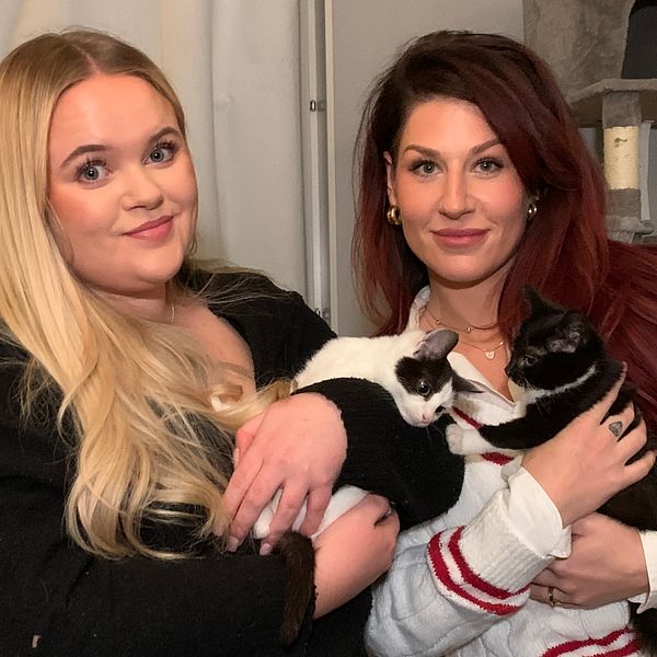 Två personer sitter i en soffa med fönster i bakgrunden, och håller i fyra katter. En katt i svart och vit och en annan i grå och vit. Rummet har en lugn atmosfär med mjuka färger och en kattklätterställning syns i bakgrunden.