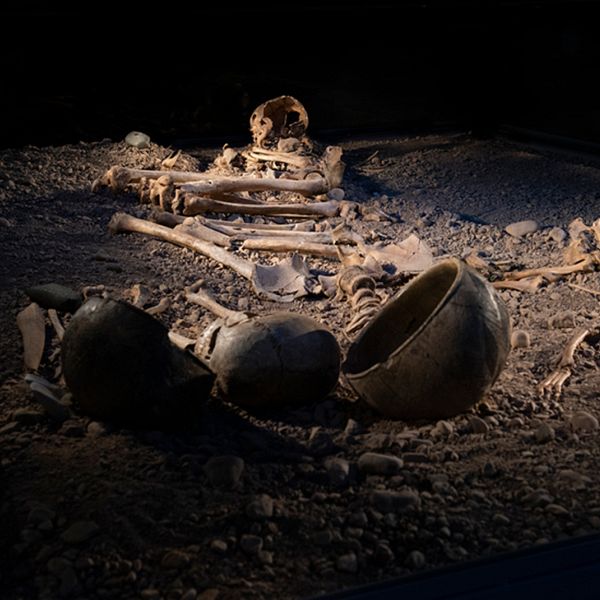 skelett i Bergsgraven Östergötlands museum