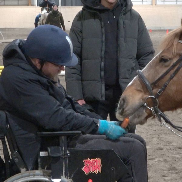 Johan Gidmark i rullstol som räcker fram en morot till en häst som står framför honom