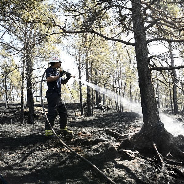 Brandman bekämpar skogsbrand.