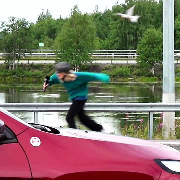 SVT:s reporter Anna Wallbrandt flyr när fågeln går till attack vid busshållplatsen i Luleå.