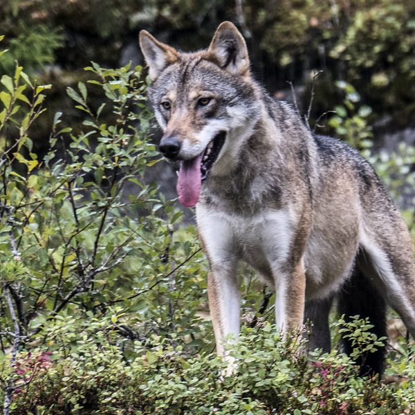 Arkivbild på varg som inte tillhör det aktuella vargreviret på Söderåsen