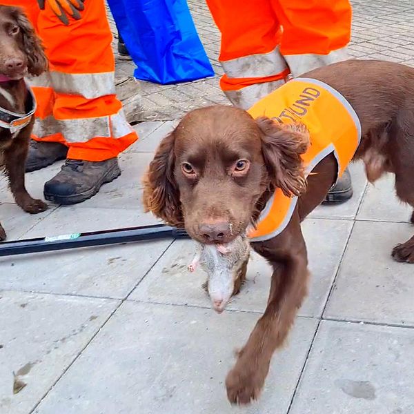 Jaktcockerspanieln Japp stoltserar med nyfångad råtta.