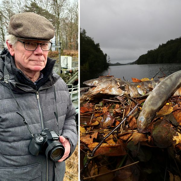 Till vänster står en man i grå jacka och keps med en kamera hängande runt halsen, omgiven av en trädbevuxen bakgrund. Till höger avbildas en flod med inslag av döda ålar, molntäckt himmel.
