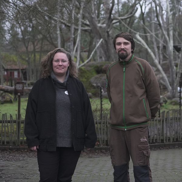 Två personer står framför schimpansinhägnaden i Furuviksparken.