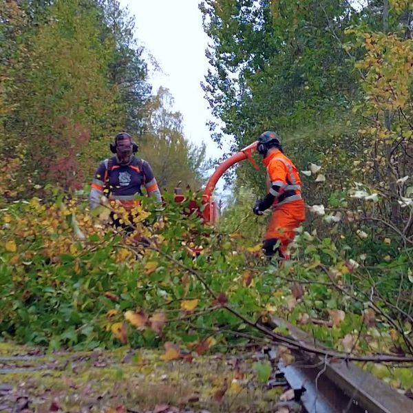 Två män röjer på ett järnvägsspår. Träd. grenar och löv i förgrunden.