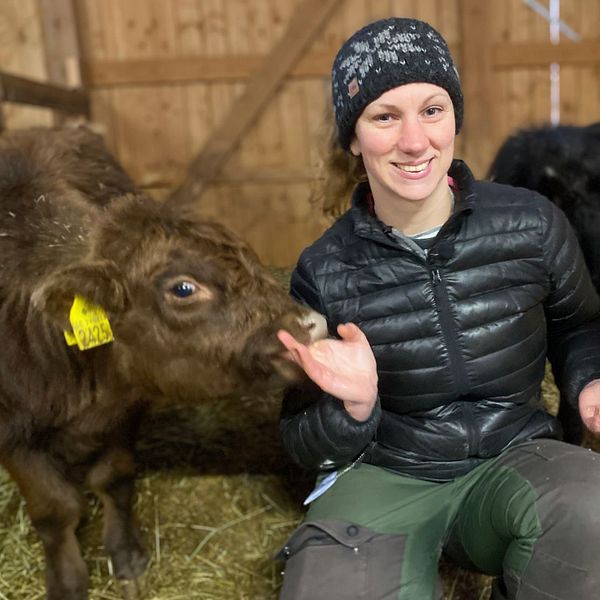 En person sitter på halm i en ladugård och interagerar med flera kalvar. En yngre kalv når fram med nosen mot personens hand, medan andra kalvar står nära. Bakgrunden visar en trästruktur av ladugården.