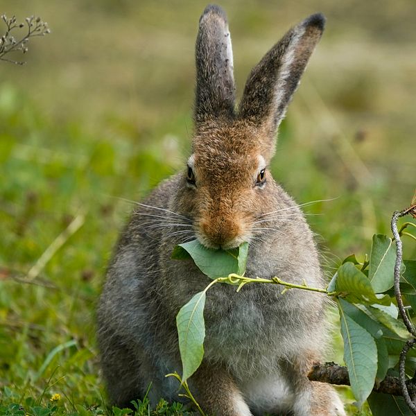 En hare äter björklöv