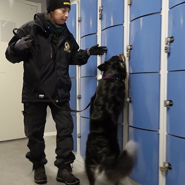En person står i en korridor bredvid en rad blåa förvaringsskåp, och en hund hoppar mot skåpen. Personen bär en mörk jacka och har en radio på axeln, och hunden verkar vara tränad för sökarbete.