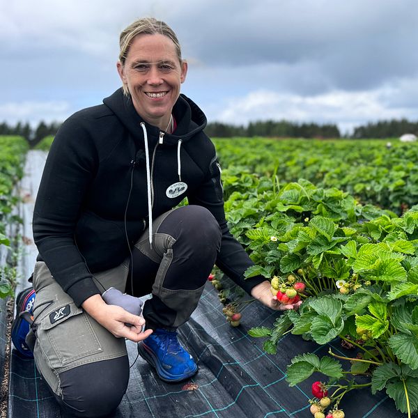 Johanna Larsson sitter i jordgubbslandet och håller i mogna bär.