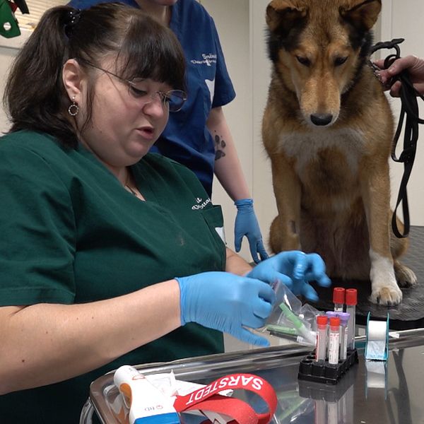 En veterinär i grön uniform förbereder ett blodprov på en hund som står på ett bord. Hunden är kopplad och observerar samtidigt medan damen hanterar provrör och medicinska instrument. En man står bredvid hunden och håller i kopplet.