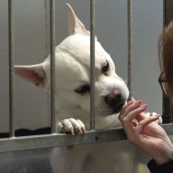En kvinna interagerar med en vit hund genom ett burgaller. Hunden lutar sig framåt med nosen mot gallret och verkar nyfiken. Kvinnan sträcker ut sin hand för att komma närmare hunden, vilket tyder på en känsla av omtanke och samspel mellan dem.