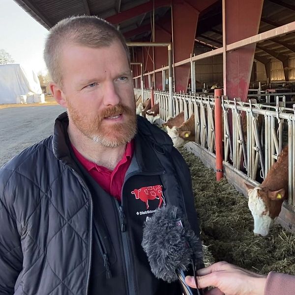 Veterinären befarar att sjukdomen blåtunga kommer att spridas snabbt.