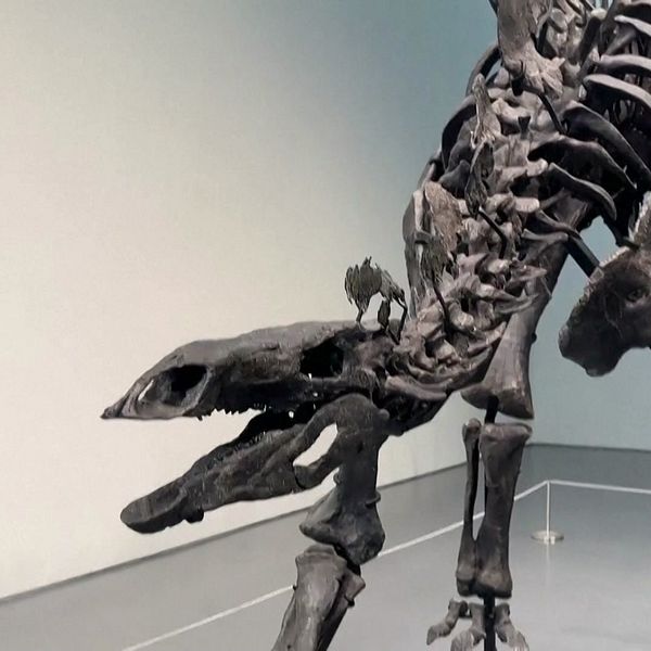 Stegosaurus