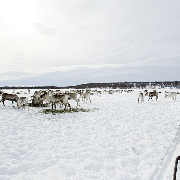 Renar och en familj på en snöskoter.