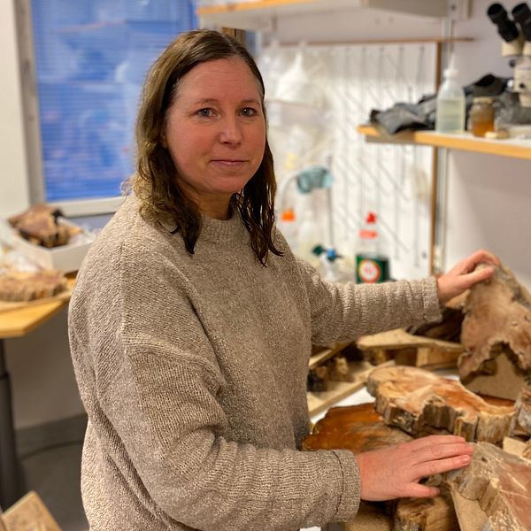 Forskaren och biologen Jennie Sandström på Mittuniversitetet i dendrolabbet med trädprover från Horten